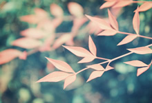 Tiktok无人直播短视频玩法